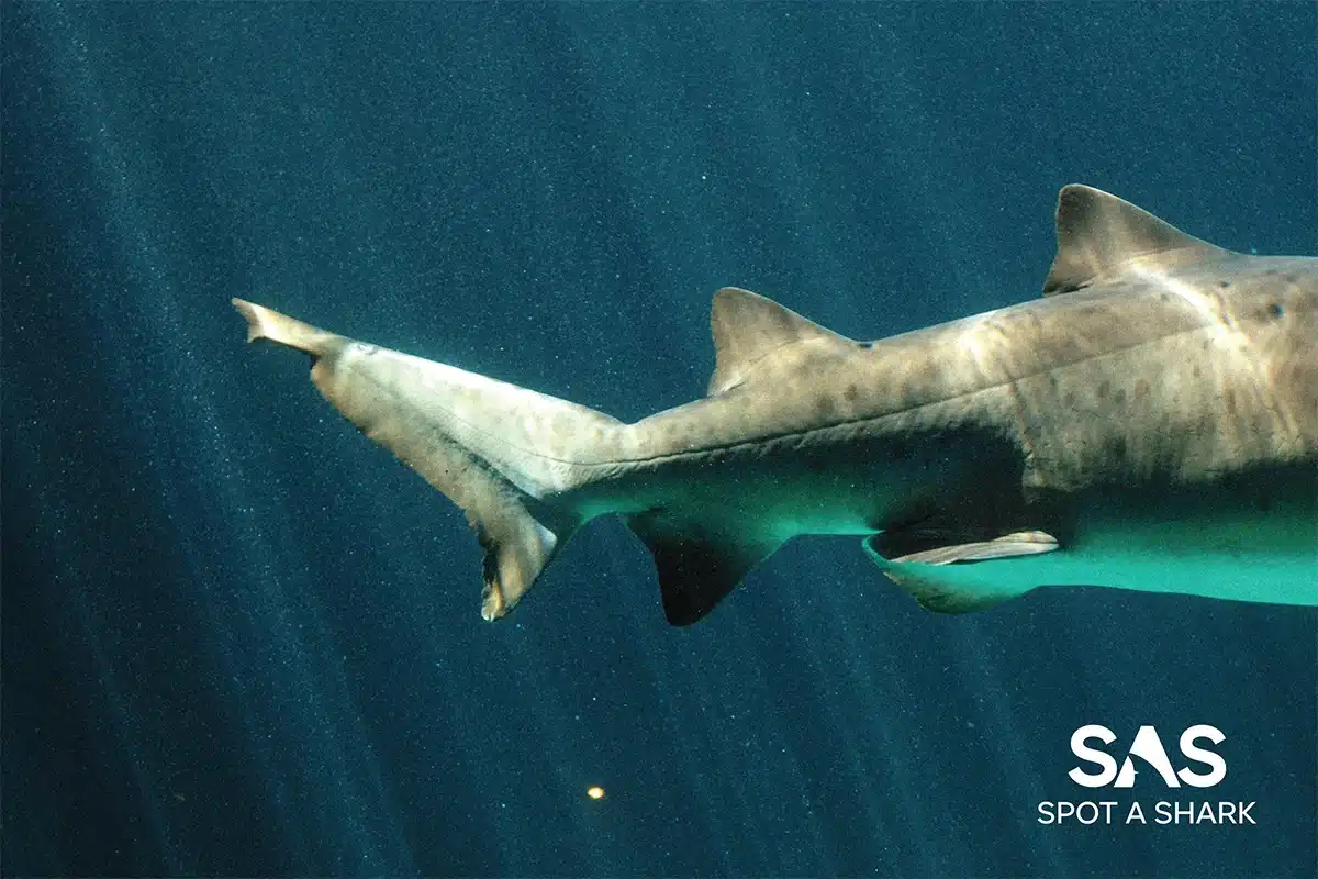 Spot A Shark